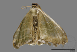 ǦW:Larentiinae sp.