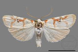 ǦW:Cyana hamata