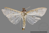 ǦW:Palpita sp.