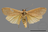 ǦW:Eilema sp.