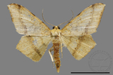 ǦW:Zanclopera calidata