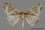 ǦW:Ecliptopera rectilinea kanshinensis