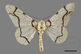 ǦW:Biston perclarus