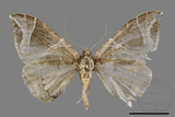 ǦW:Ecliptopera rectilinea kanshinensis