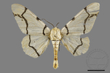 ǦW:Biston perclarus