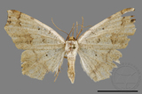 ǦW:Pareclipsis serrulata