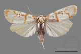 ǦW:Cyana hamata