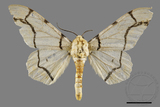 ǦW:Biston perclarus