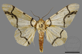 ǦW:Biston perclarus