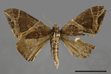 ǦW:Ecliptopera rectilinea kanshinensis