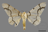 ǦW:Biston perclarus