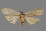 ǦW:Eilema rubrescens