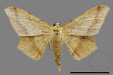 ǦW:Zanclopera calidata