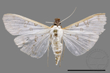 ǦW:Palpita sp.