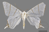 ǦW:Ourapteryx flavovirens