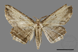 ǦW:Menophra humeraria