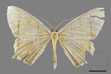 ǦW:Thinopteryx crocoptera assamensis