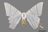 ǦW:Ourapteryx flavovirens