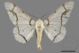 ǦW:Biston perclarus