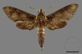 ǦW:Rhagastis binoculata