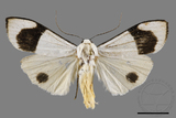 ǦW:Vamuna virlis