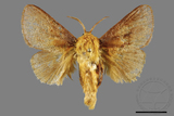 ǦW:Narosoideus vulpinus