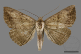 ǦW:Noctuidae sp.