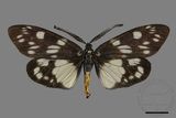 ǦW:Eterusia aedea formosana