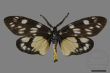 ǦW:Eterusia aedea formosana