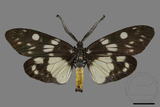 ǦW:Eterusia aedea formosana