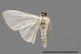 ǦW:Scopula sp.