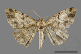 ǦW:Psilalcis pulveraria