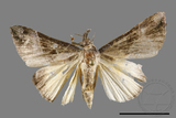 ǦW:Hypena trigonalis