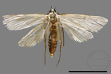 ǦW:Crambidae sp.