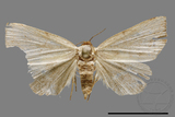 ǦW:Noctuidae sp.