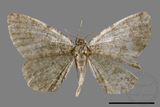 ǦW:Ennominae sp.