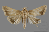 ǦW:Simplicia sp.