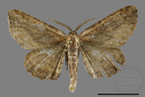 ǦW:Menophra anaplagiata