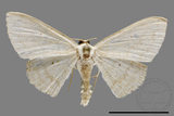 ǦW:Scopula sp.