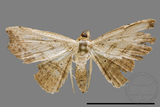 ǦW:Noctuidae sp.