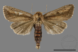 ǦW:Sesamia sp.