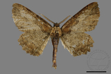 ǦW:Menophra anaplagiata