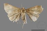 ǦW:Bertula hadenalis persimilis