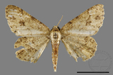 ǦW:Ectropis bhurmitra