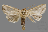 ǦW:Sesamia sp.