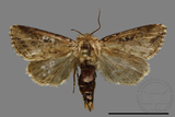 ǦW:Sesamia sp.