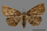 ǦW:Eutrogia morosa