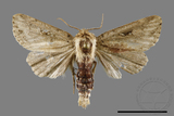 ǦW:Sesamia sp.