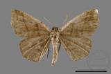 ǦW:Ennominae sp.