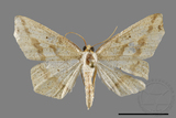 ǦW:Pareclipsis serrulata